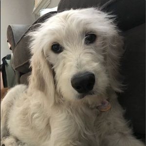 Meet your Posher, Gretchen